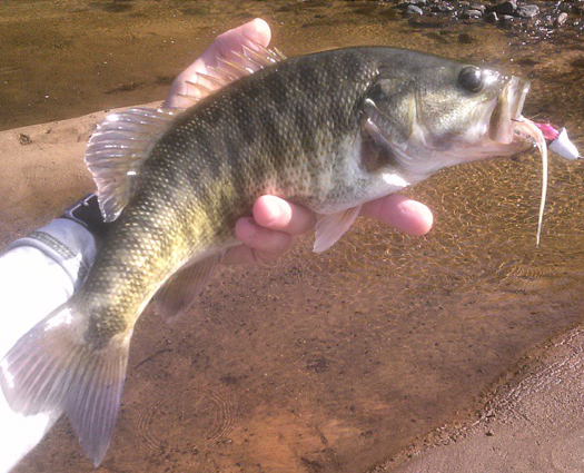 Shoal bass caught in the Flint River, Georgia, showing the olive coloring and dark spotting typical of this river-shoal specialist