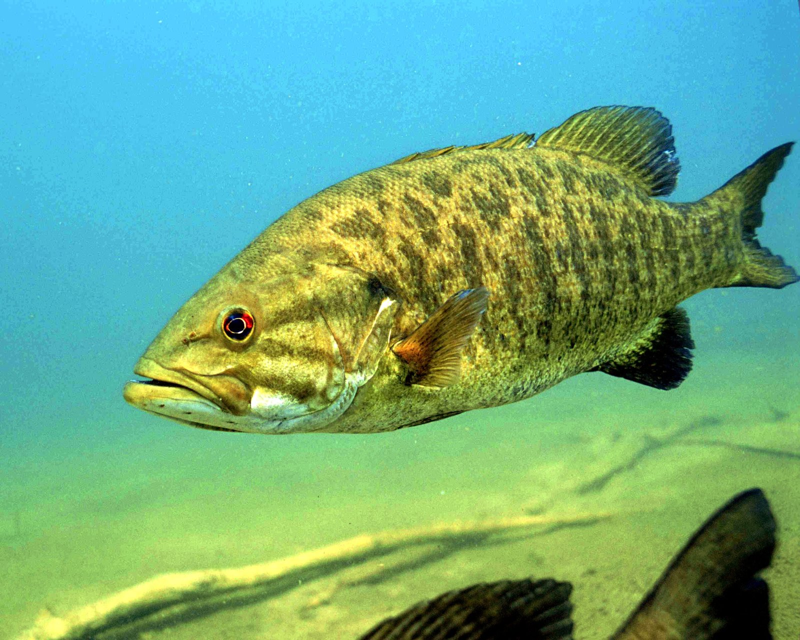 Smallmouth bass swimming in clear open water, representative of the long-distance movement documented by telemetry studies