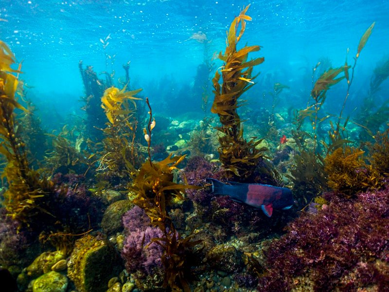 Sheepshead, a structure-dwelling saltwater species with distinctive black and white bars