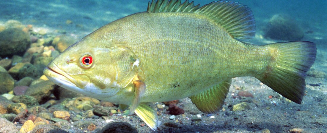 Largemouth vs Smallmouth Bass: Which Prefers What Water?