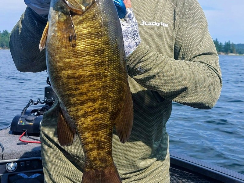 Smallmouth bass, a freshwater gamefish known for powerful runs in rivers and rocky lakes