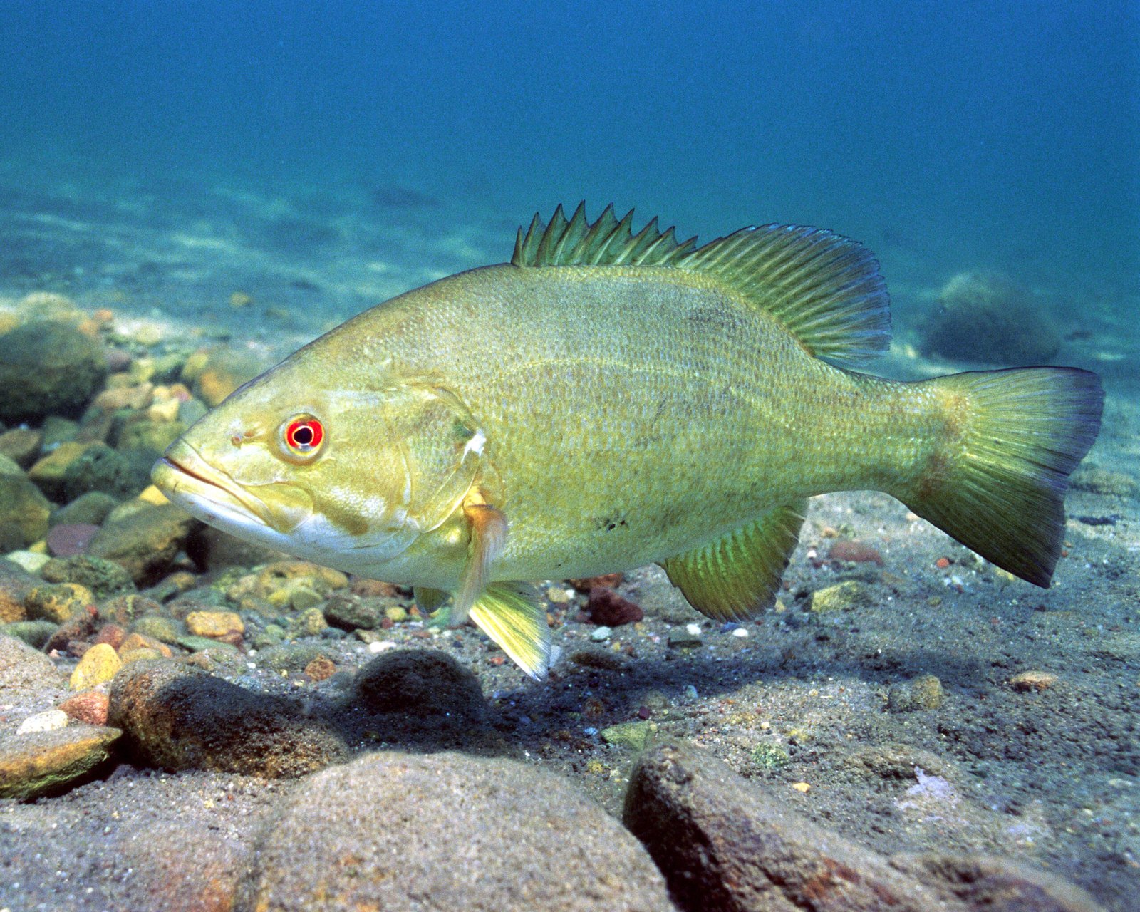 Largemouth vs Smallmouth Bass: Which Prefers What Water?