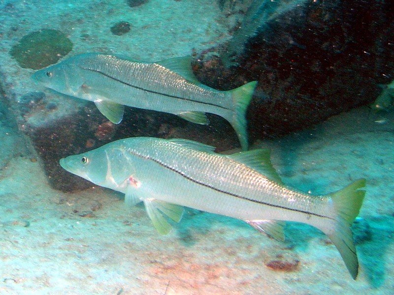 Snook, an inshore saltwater gamefish with a distinctive black lateral stripe