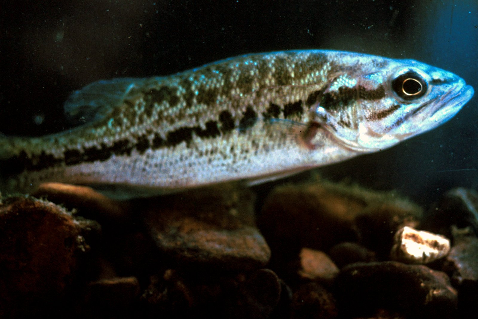 Spotted bass, the black bass species most often confused with smallmouth, distinguished by rows of spots and a rough tongue tooth patch