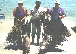 Double sailfish