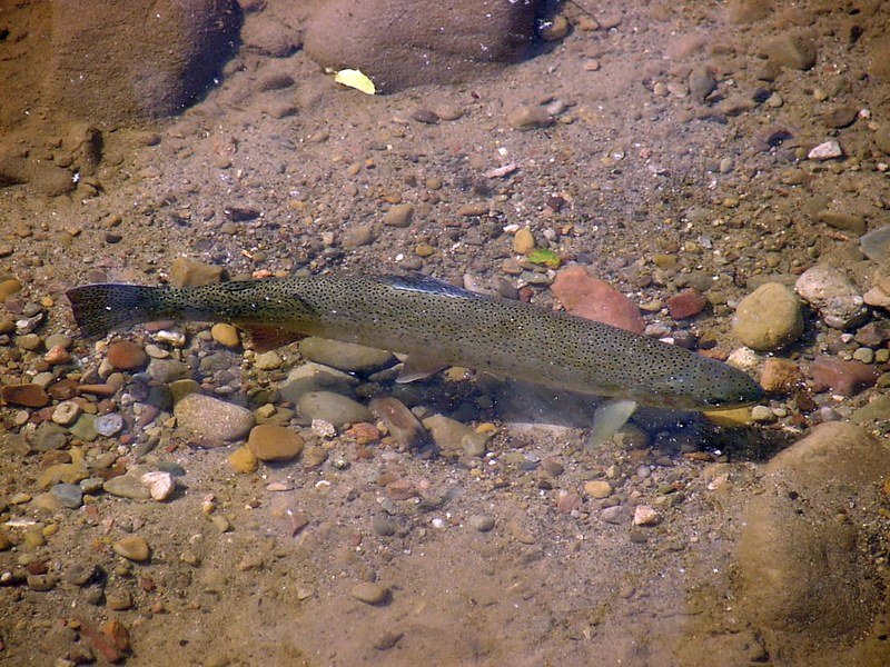 Steelhead trout, an anadromous rainbow trout that migrates between ocean and river