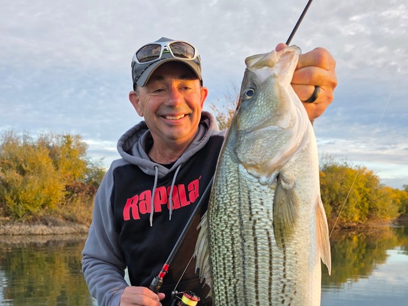 Striped bass, an anadromous saltwater species that also runs inland rivers seasonally