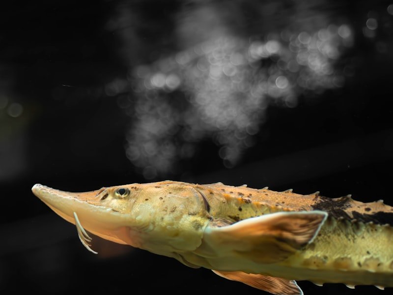 Sturgeon, a large armor-plated freshwater and anadromous fish species