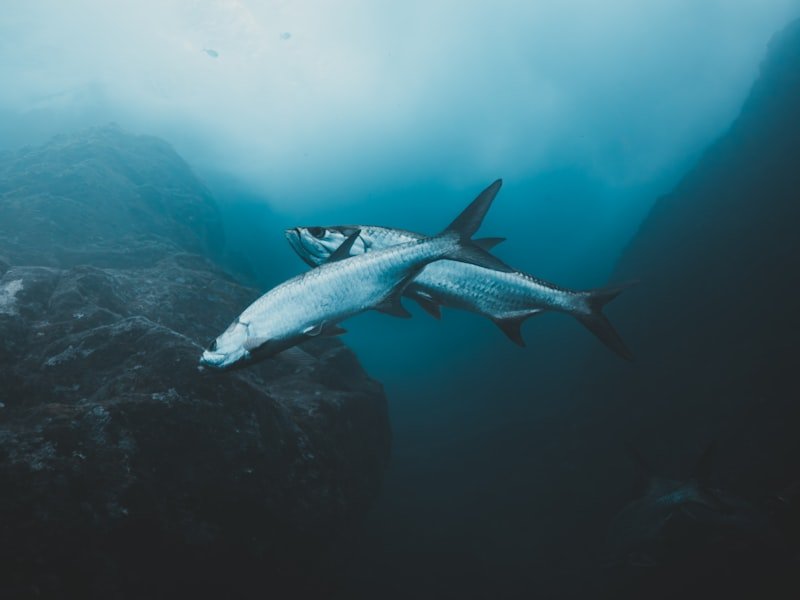 Tarpon, a large inshore saltwater species known as the silver king for its acrobatic jumps