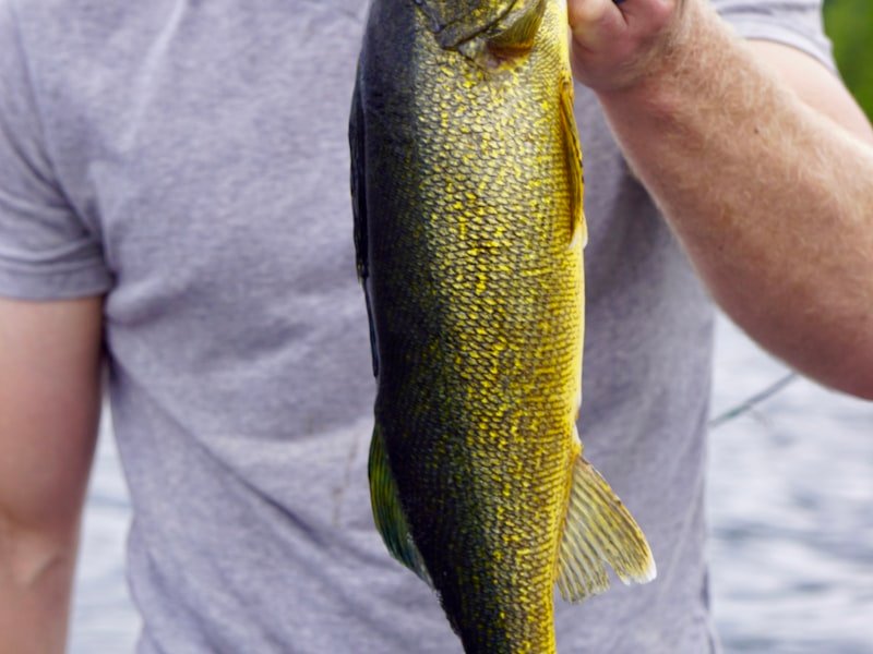 Walleye, a low-light freshwater predator known for prized white fillets