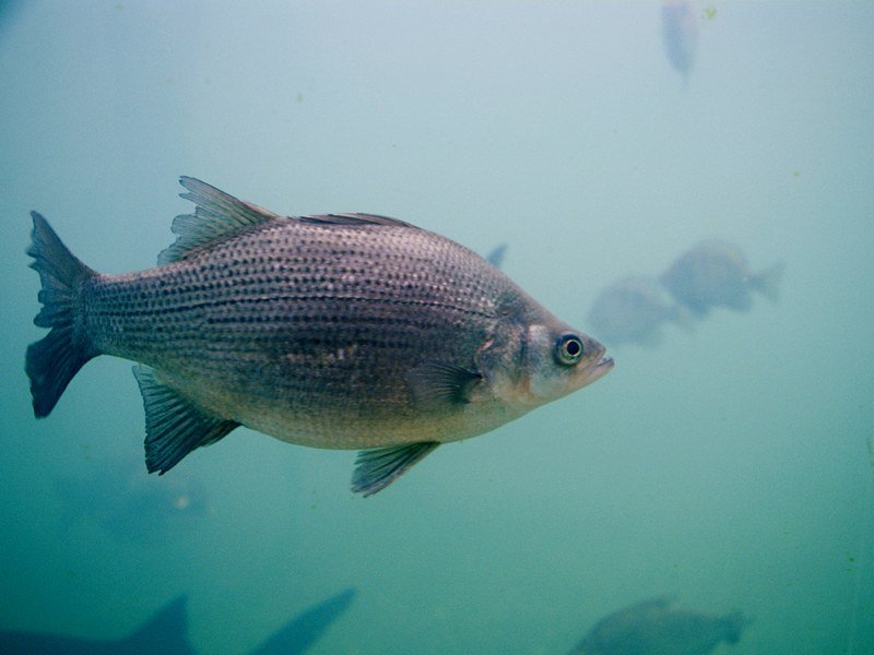 White bass, a schooling freshwater species known for aggressive surface feeding frenzies