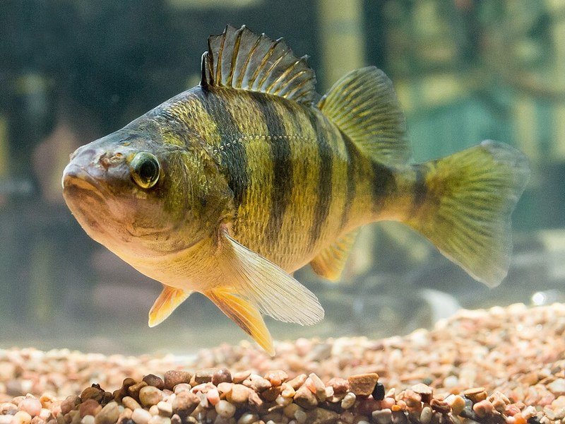Yellow perch, a striped freshwater panfish popular with ice anglers