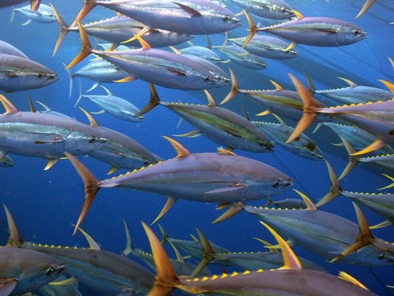 Yellowfin tuna, a fast offshore saltwater species prized for sport and table fare